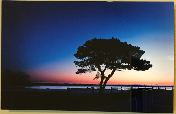 "Lone Tree" - Photo by Ari Shapiro.  Metal Print with wall hook, 1/2" Standout from wall. Measures 17"w x 11"h. $40